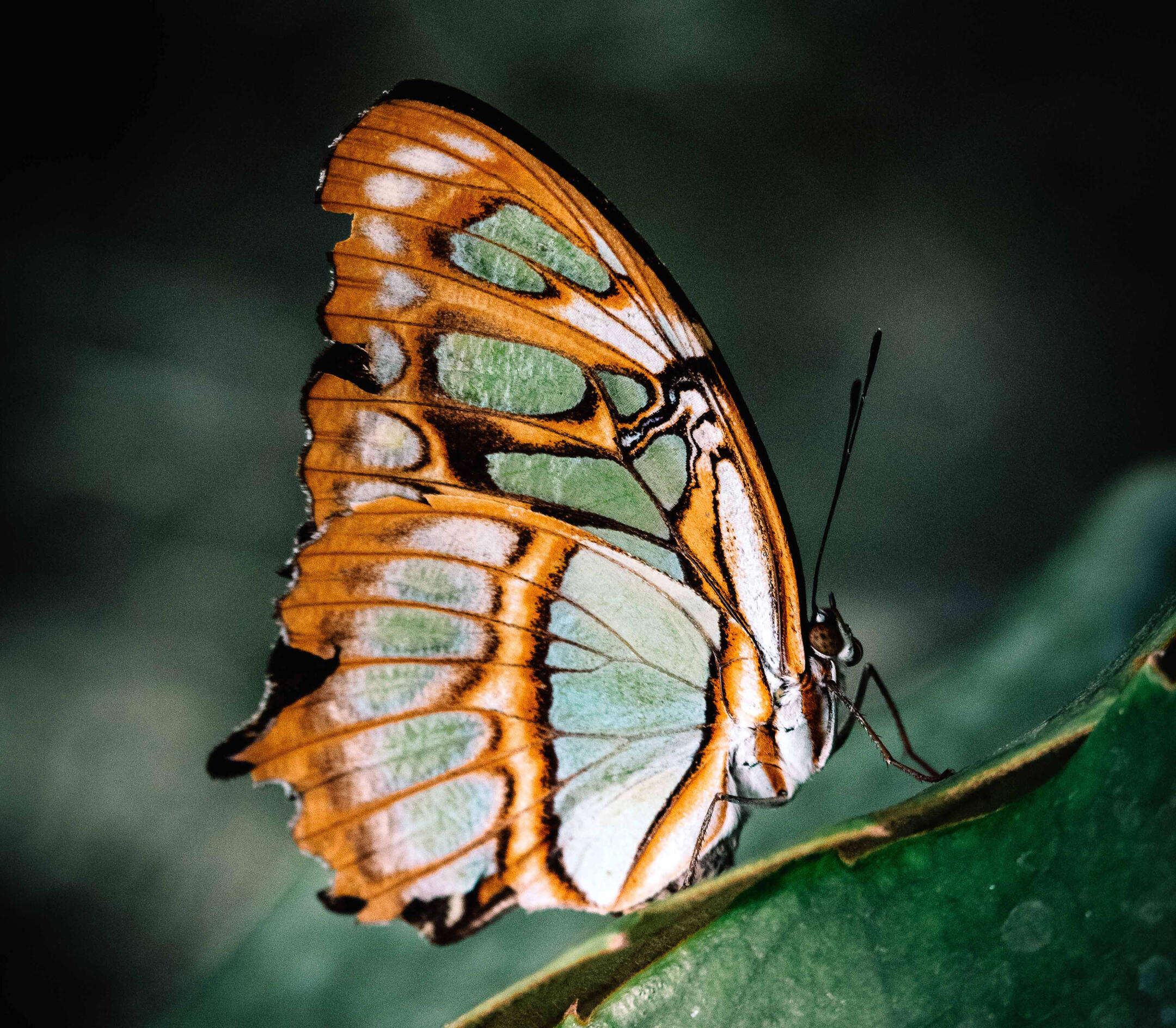 Chrysalis